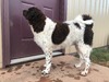 Joppe